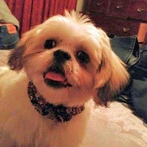 Meet your Posher, Lucy